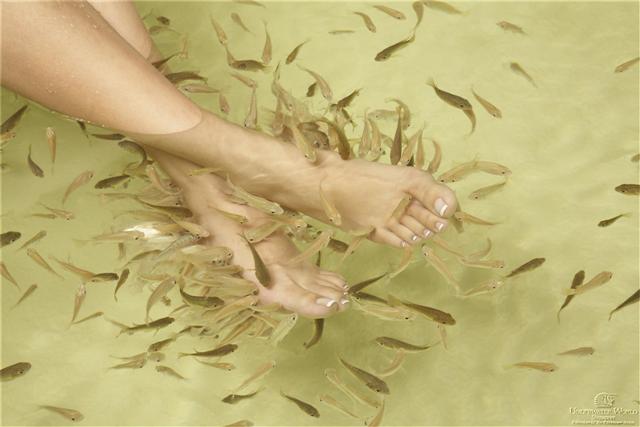 Массаж ног рыбки: В каких случаях рыбный массаж ног может быть опасен