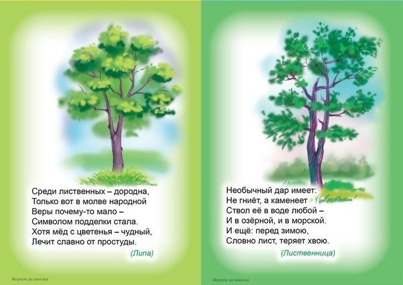 Загадка дерево для детей: Загадки про деревья с ответами