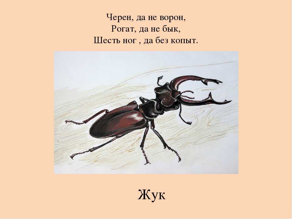 Загадка не жужжу когда сижу не жужжу когда хожу не жужжу когда тружусь: Не жужжу, когда сижу — загадка для детей с ответом