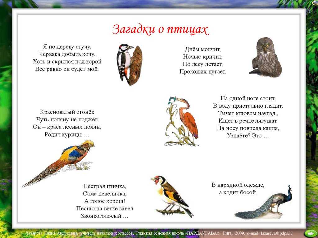 Загадка про птицу: Загадки про птиц для детей с ответами
