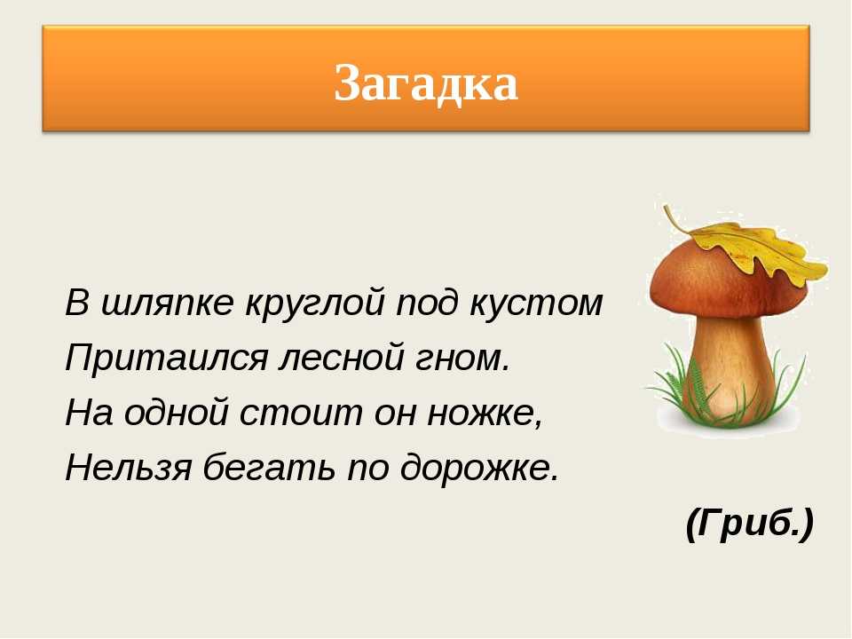 Загадки о грибах с ответами для дошкольников: Загадки про грибы с ответами