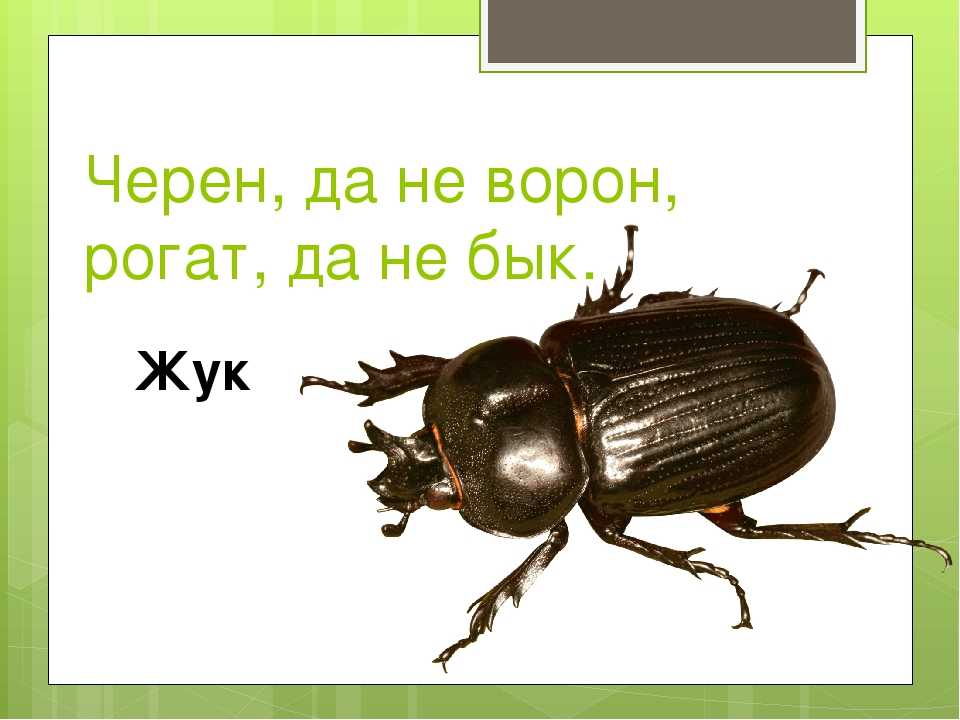 Загадка не жужжу когда сижу не жужжу когда хожу не жужжу когда тружусь: Не жужжу, когда сижу — загадка для детей с ответом