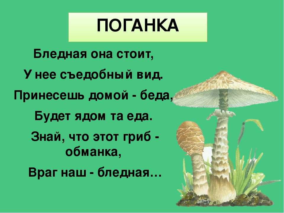 Загадки про несъедобные грибы с ответами: Загадки про несъедобные грибы