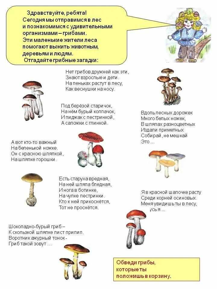 Загадки про несъедобные грибы с ответами: Загадки про несъедобные грибы