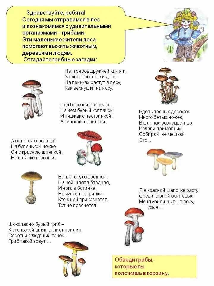 Загадки о грибах с ответами для дошкольников: Загадки про грибы с ответами