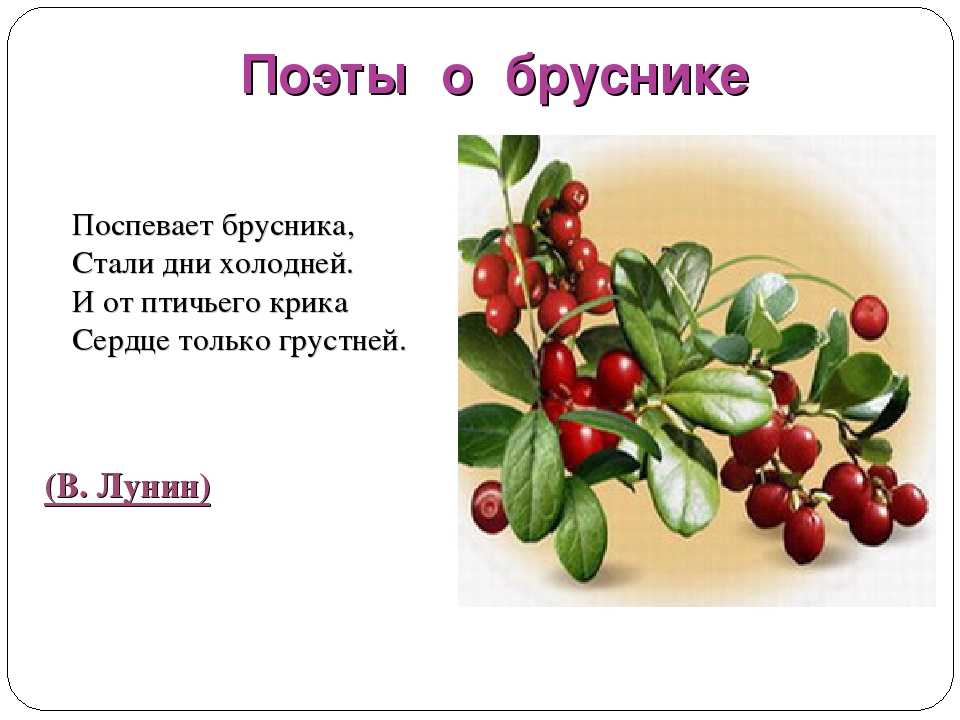 Стихи поспевает брусника стали дни холоднее: Осень («Поспевает брусника…») — Бальмонт. Полный текст стихотворения — Осень («Поспевает брусника…»)