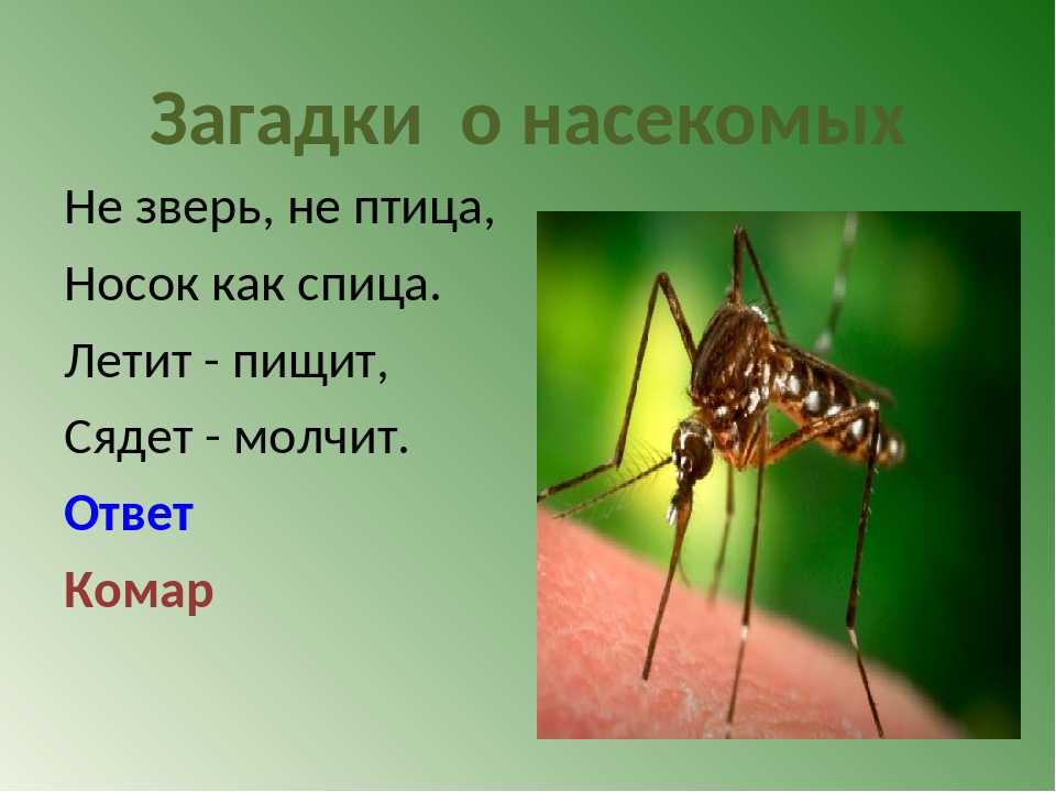 Загадка про насекомое: Загадки про насекомых