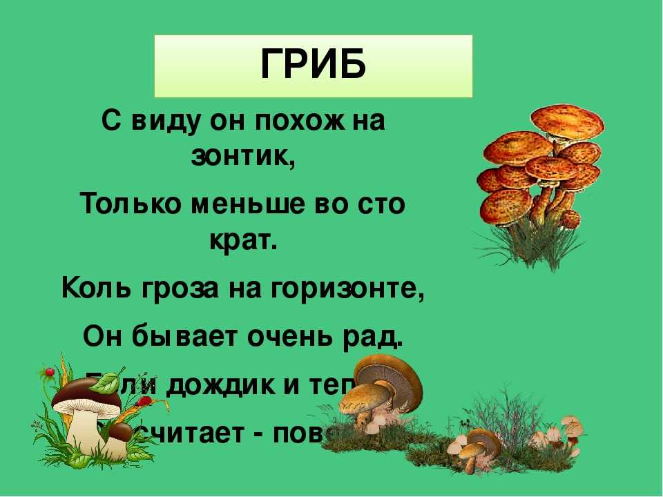 Загадки о грибах с ответами для дошкольников: Загадки про грибы с ответами