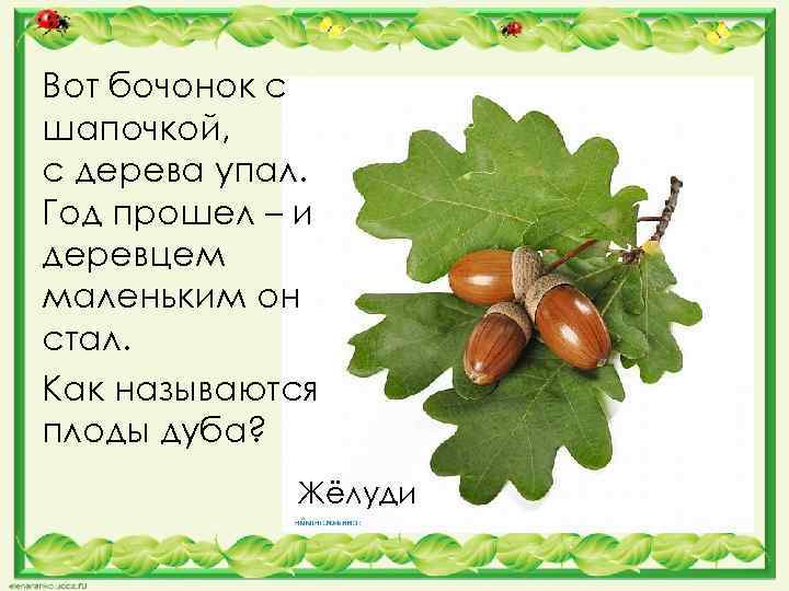 Загадки о дубе для детей с ответами: Загадки про дуб для детей с ответами