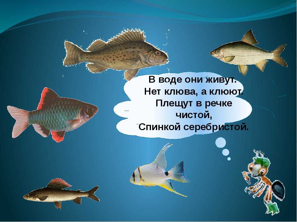 Загадка про сома для детей: Загадки про сома с ответами