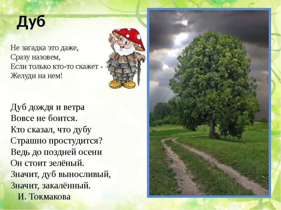 Загадки о дубе для детей с ответами: Загадки про дуб для детей с ответами