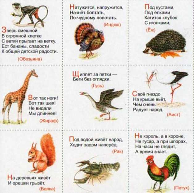 Загадки о животных 1 класс с ответами: Загадки про диких животных с ответами