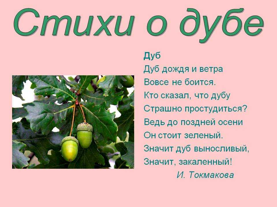 Загадки о дубе для детей с ответами: Загадки про дуб для детей с ответами