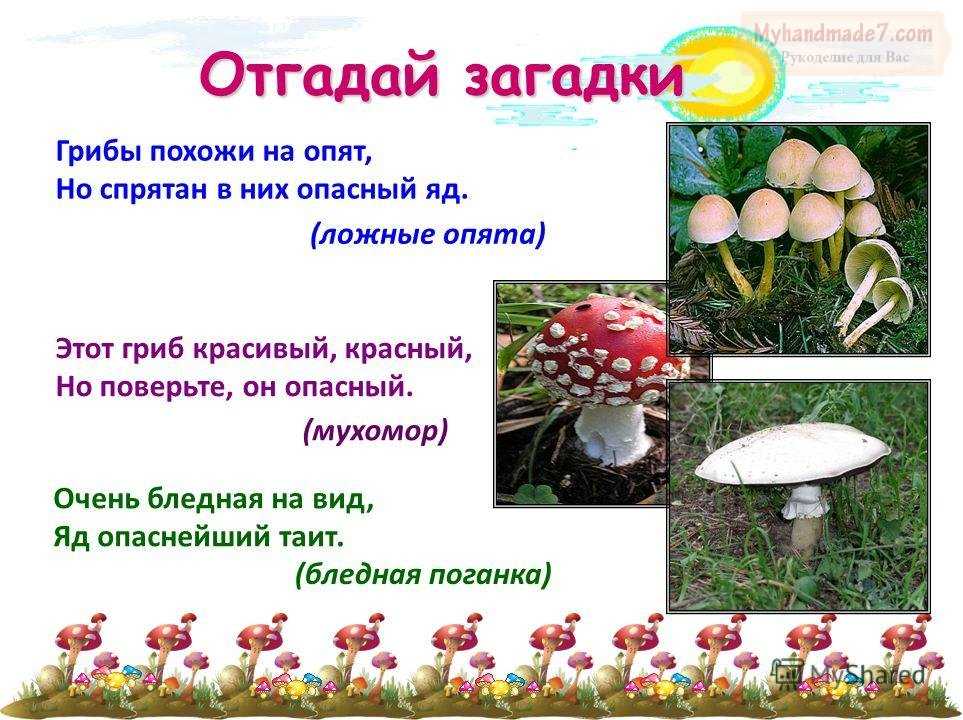 Загадки про несъедобные грибы с ответами: Загадки про несъедобные грибы