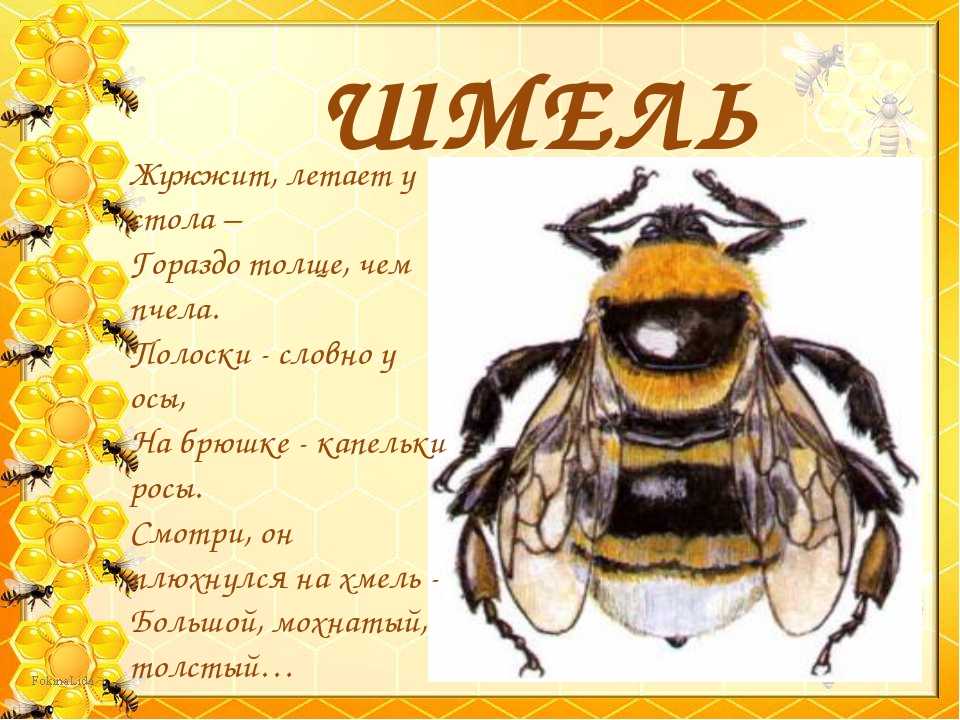 Загадки про пчелу для детей: Загадки про пчелу