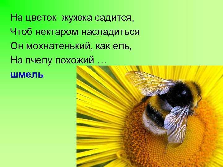 Загадки про пчелу для детей: Загадки про пчелу
