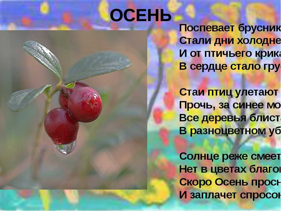 Стихи поспевает брусника стали дни холоднее: Осень («Поспевает брусника…») — Бальмонт. Полный текст стихотворения — Осень («Поспевает брусника…»)