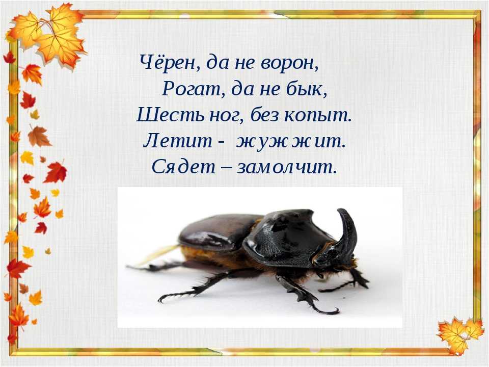 Загадка не жужжу когда сижу не жужжу когда хожу не жужжу когда тружусь: Не жужжу, когда сижу — загадка для детей с ответом