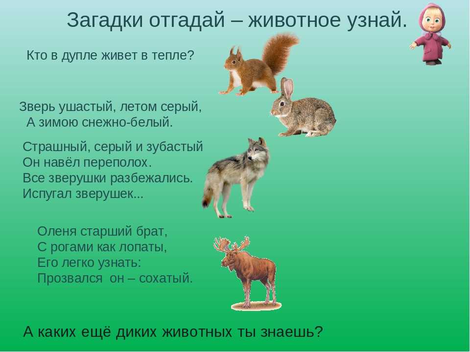 Загадки про животных 1 класс: Загадки про животных для 1 класса с ответами, короткие