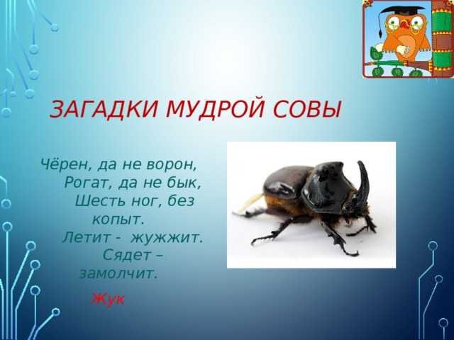 Загадка не жужжу когда сижу не жужжу когда хожу не жужжу когда тружусь: Не жужжу, когда сижу — загадка для детей с ответом