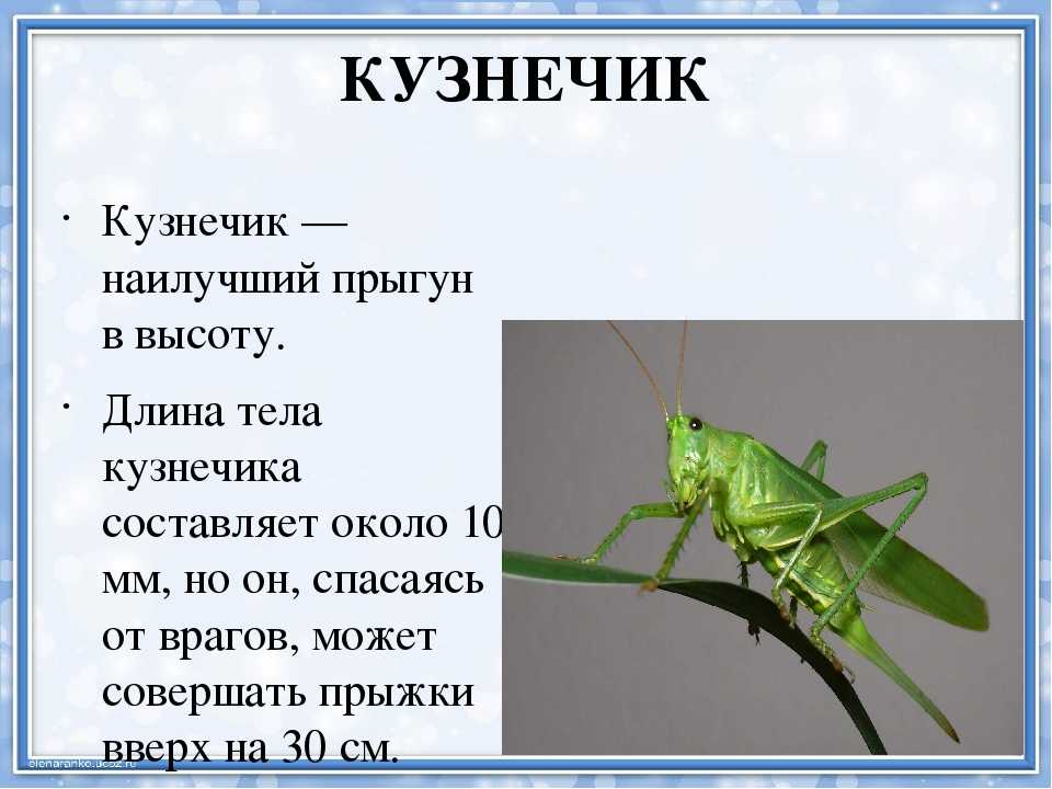 Загадка на лугу живет скрипач: «На лугу живёт скрипач, носит фрак и ходит вскачь» (загадка), 8 (восемь) букв