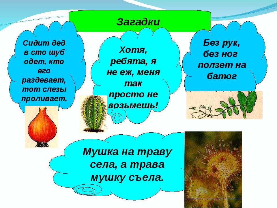 Никто не пугает а вся дрожит ответ на загадку: Никто не пугает а вся дрожит отгадка