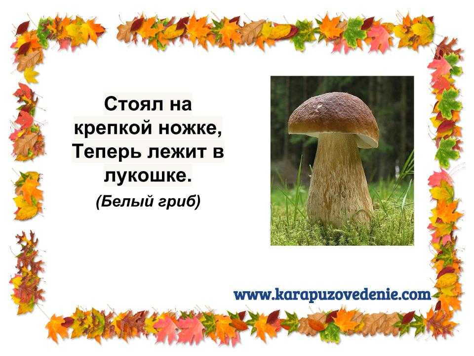 Загадки о грибах с ответами для дошкольников: Загадки про грибы с ответами