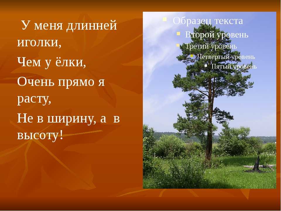 Загадка дерево для детей: Загадки про деревья с ответами