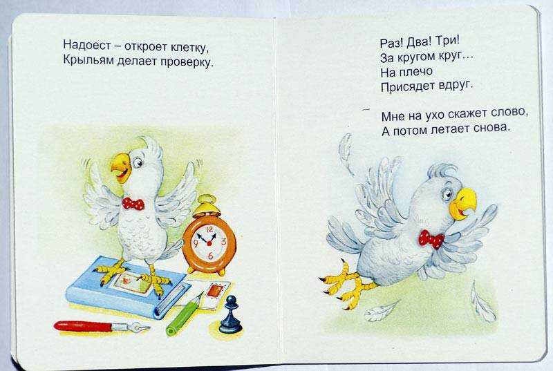 Загадки для детей про попугая: Загадки про попугая для детей