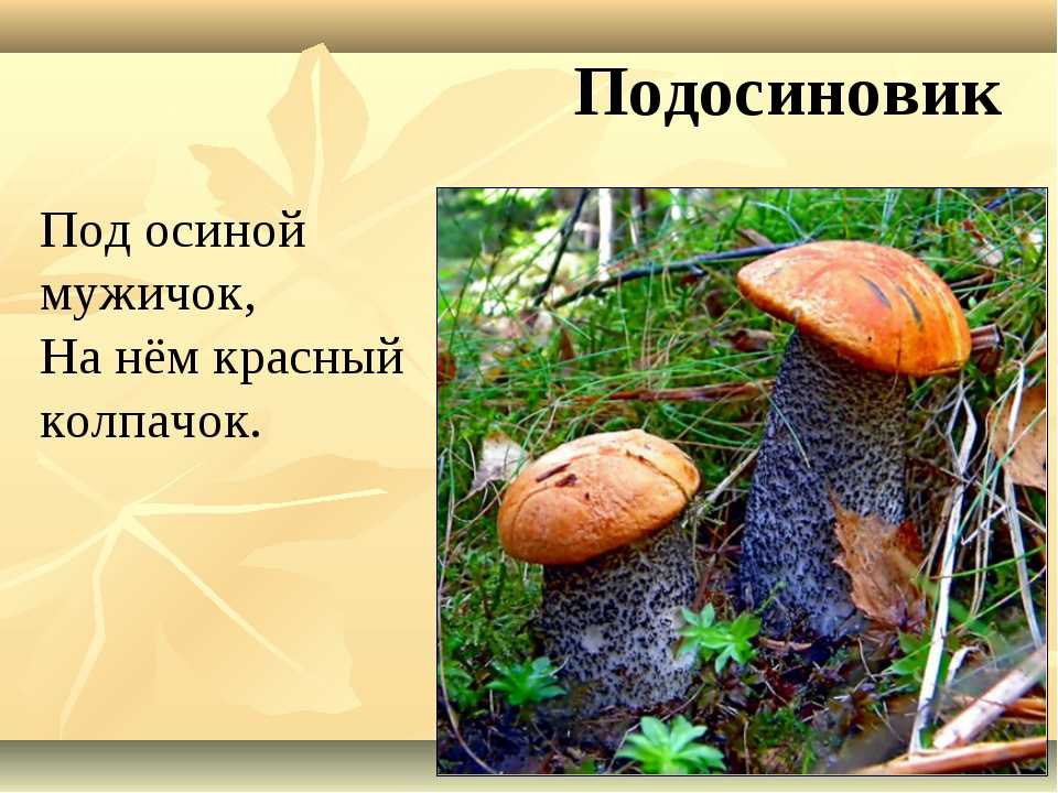 Загадки о грибах с ответами для дошкольников: Загадки про грибы с ответами