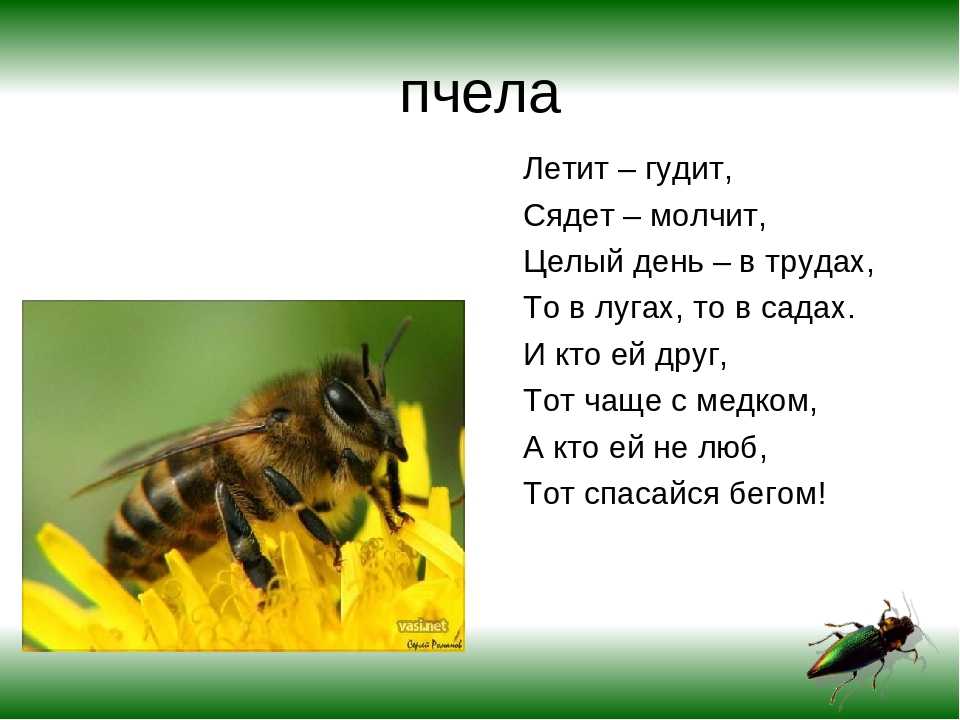 Загадка не жужжу когда сижу не жужжу когда хожу не жужжу когда тружусь: Не жужжу, когда сижу — загадка для детей с ответом