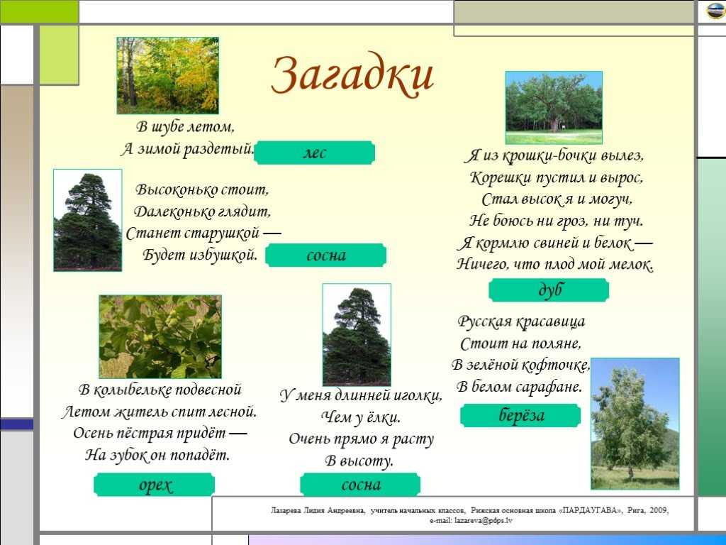 Загадка дерево для детей: Загадки про деревья с ответами