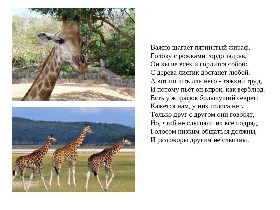 Жираф загадка: Загадки про жирафа с ответами
