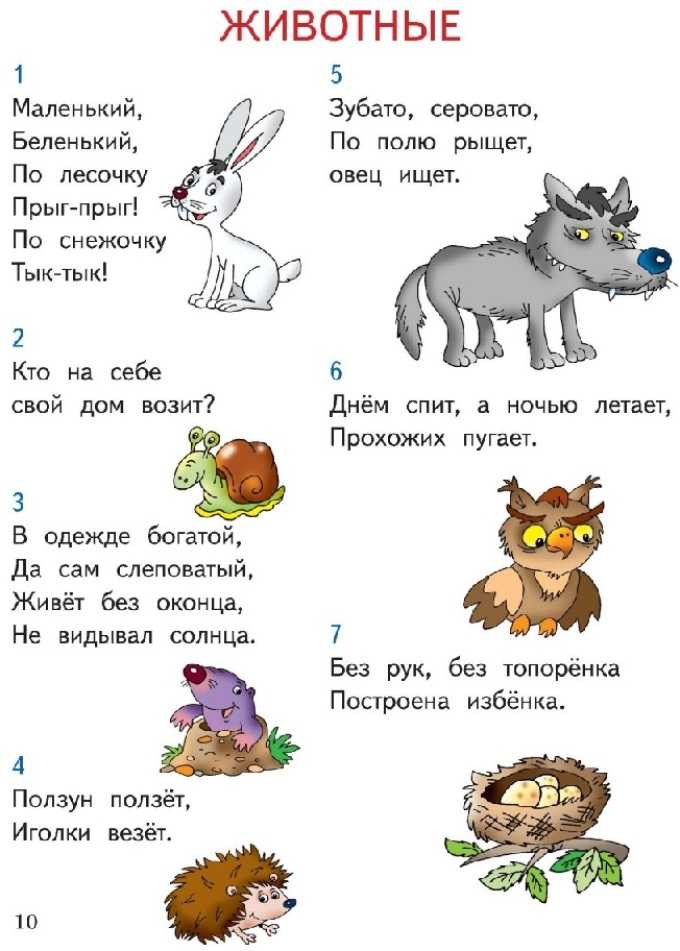 Загадки о животных 1 класс с ответами: Загадки про диких животных с ответами