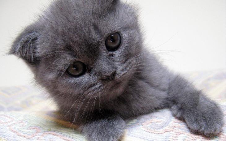 Котенок серенький: Серенький котенок (60 фото)
