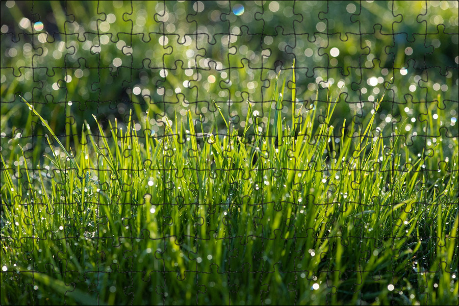 Как роса появляется на траве: «Когда появляется роса на траве летом?» — Яндекс Кью