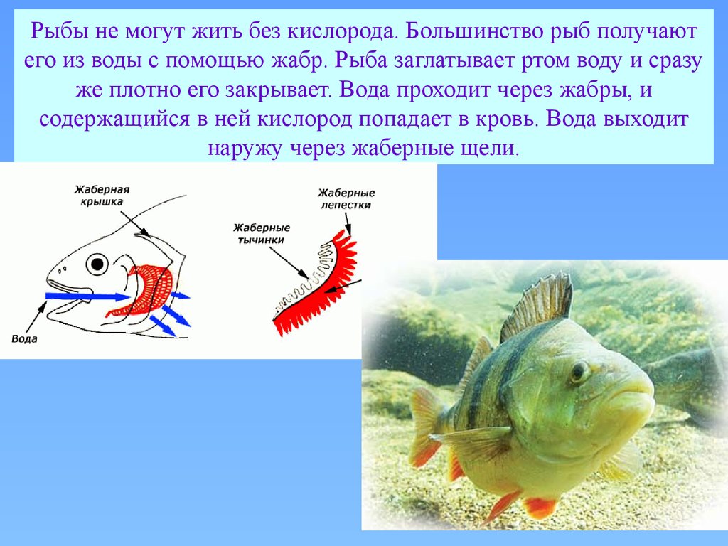 Как под водой дышат рыбы под водой: Почему рыбы не могут дышать воздухом? - Классный журнал