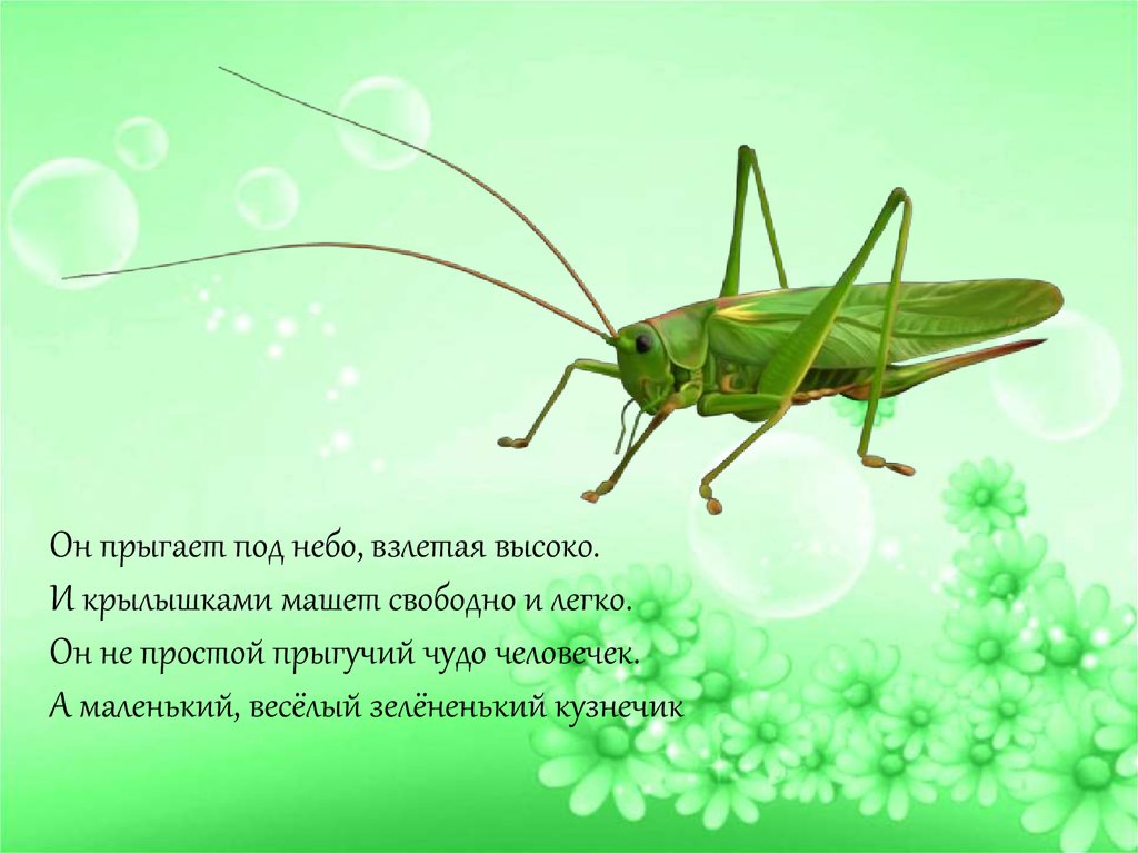 Загадка про насекомое: Загадки про насекомых