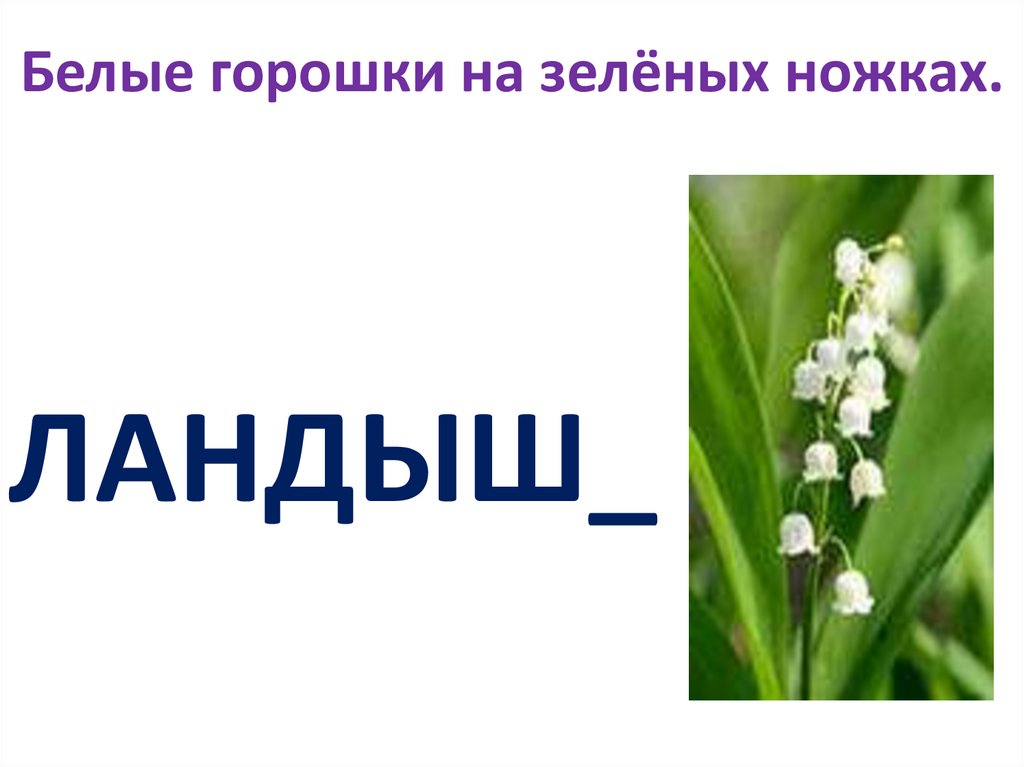 Белые горошки на зеленой ножке ответ на загадку: Ответы на кроссворды и сканворды онлайн