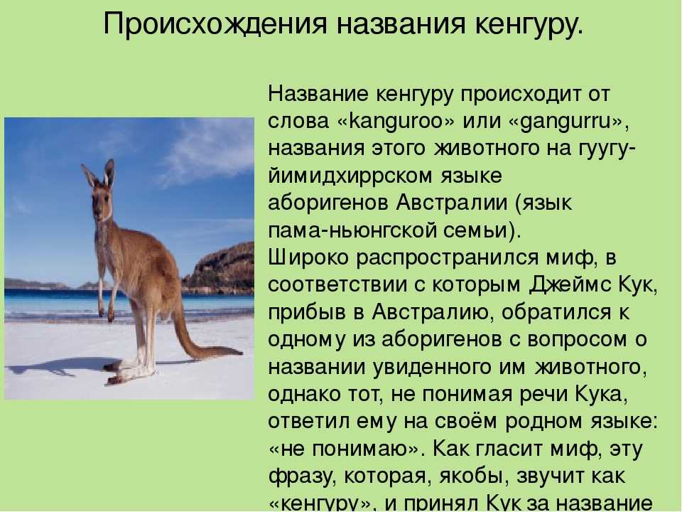 Загадки про кенгуру: 33 загадки про кенгуру: изучаем животных интересно