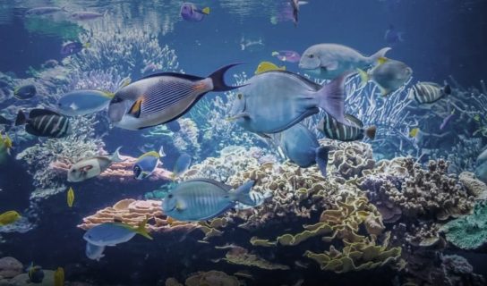 Как под водой дышат рыбы под водой: Как рыбы дышат под водой для детей и взрослых – видео и фото – Как рыбы дышат под водой?