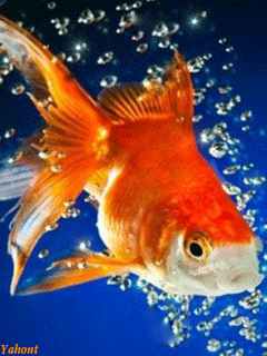 Сказка золотая рыбка автор: Сказка о рыбаке и рыбке