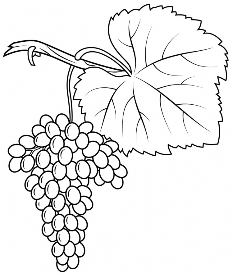 Раскраска виноград для детей: Раскраска виноград