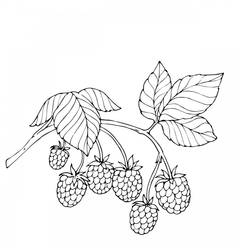 Ягодки раскраска: Раскраска ягоды скачать и распечатать