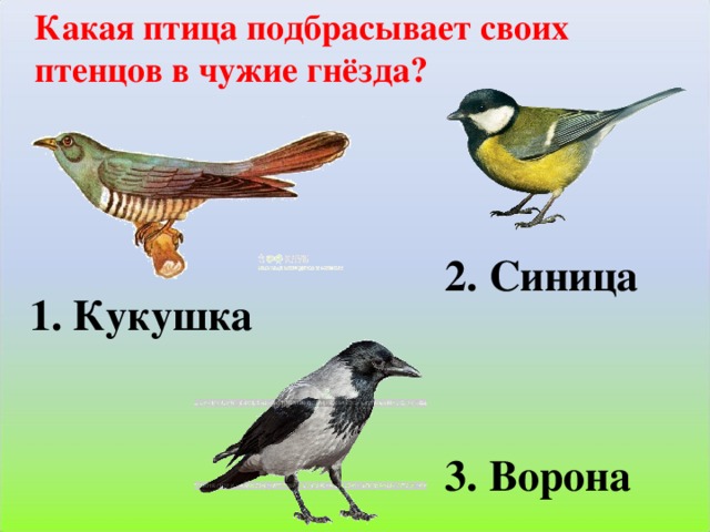 Какая ты птица: Тест: Что вы за птица?