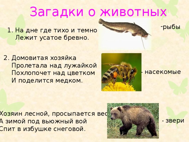Загадки про животных 1 класс: Загадки про животных для 1 класса с ответами, короткие