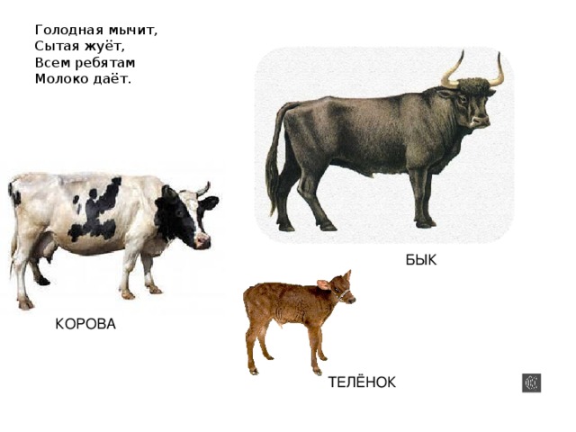 Загадки для детей про корову: Загадки про корову для детей с ответами