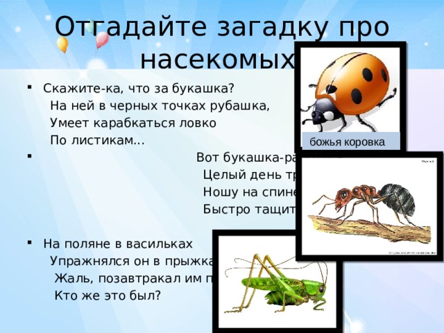 Загадка про насекомое: Загадки про насекомых