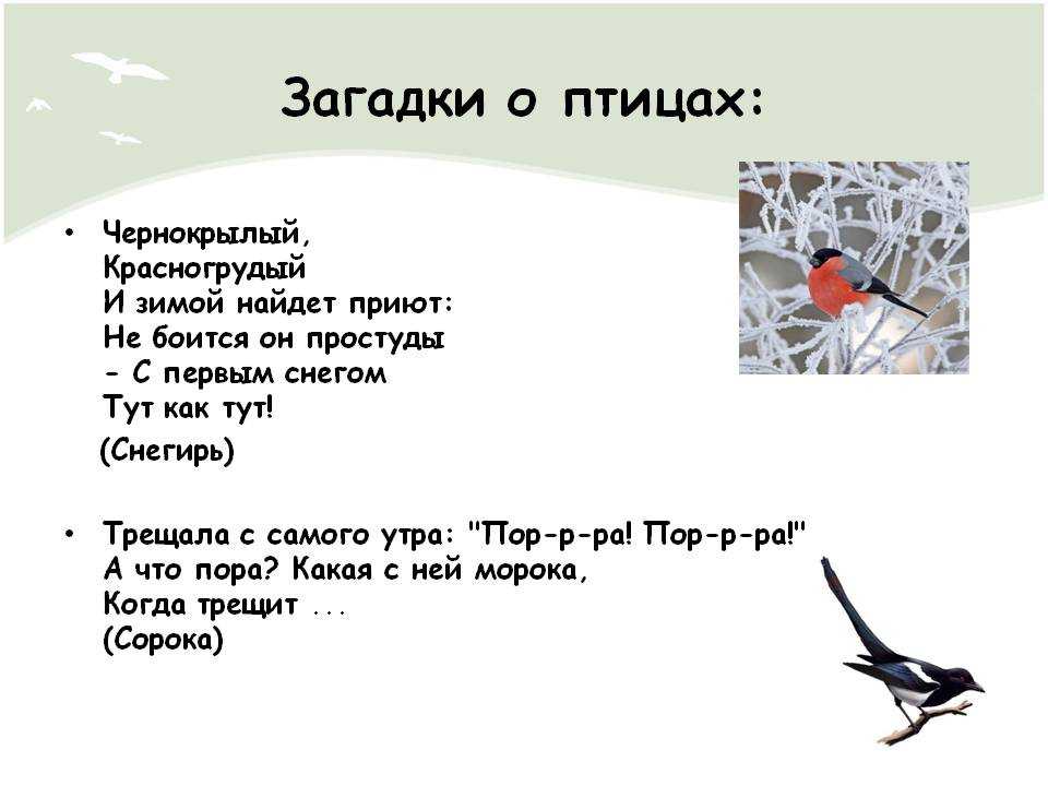 Загадка про птицу: Загадки про птиц для детей с ответами