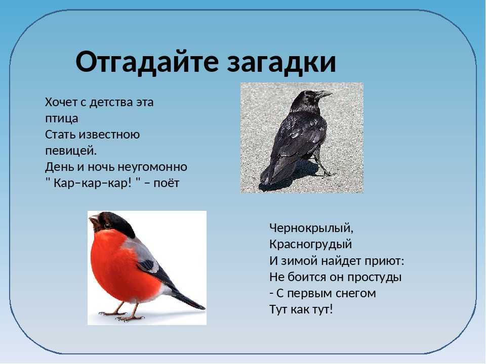 Загадки про птиц: Загадки про птиц — загадки о птицах для детей с ответами